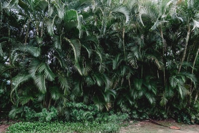 Planting green palm plants during the day
